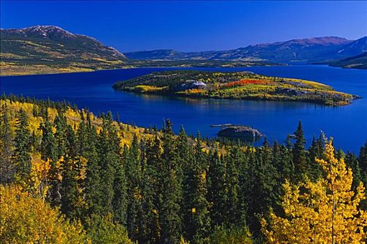 岛屿,湖,秋天,育空,加拿大