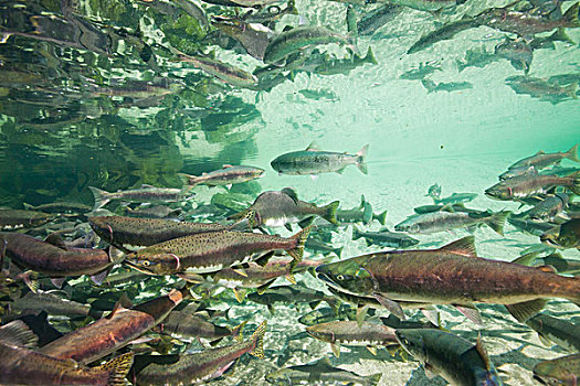 美国,阿拉斯加,卡特麦国家公园,水下视角,产卵,红鲑鱼,河流,靠近,夏末