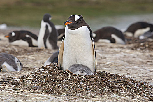 巴布亚企鹅,企鹅,自愿角,福克兰群岛