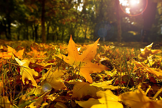 秋天树林里阳光下草地上的一片橙色枫叶