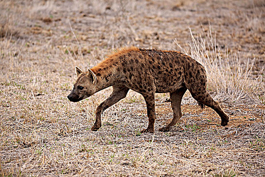 斑鬣狗,成年,尾随,干燥,草地,警惕,克鲁格国家公园,南非,非洲