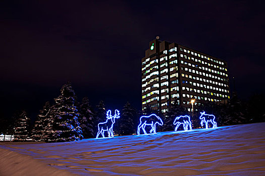 驼鹿,圣诞装饰,建筑,夜晚,市中心,阿拉斯加,冬天