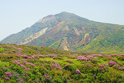 山,九州,杜鹃花