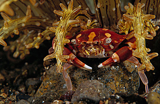 瓷蟹,海葵,印度尼西亚