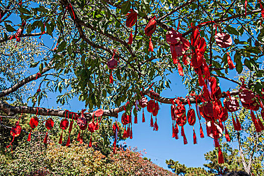 北京香山公园吉祥树红叶