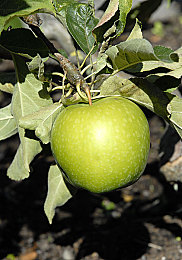 澳洲青苹果图片