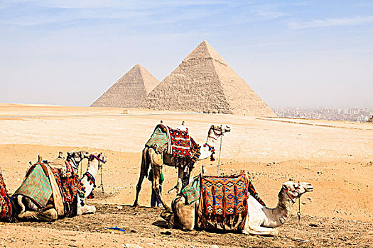骆驼,正面,金字塔,吉萨金字塔,埃及