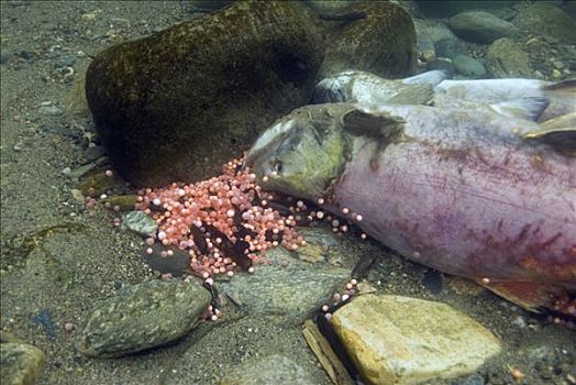 红大马哈鱼,红鲑鱼,死,产卵,靠近,不列颠哥伦比亚省,加拿大