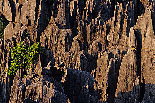非洲,马达加斯加,国家公园