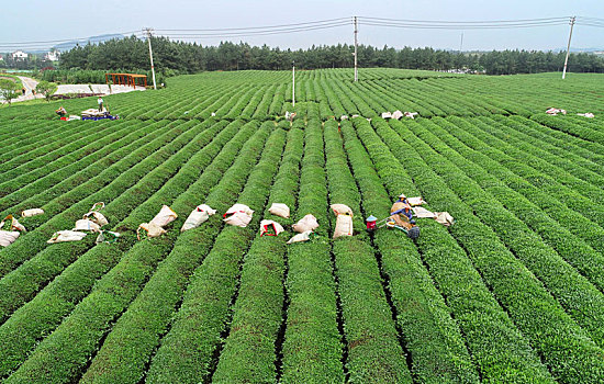 江西金溪,机采秋茶促增收