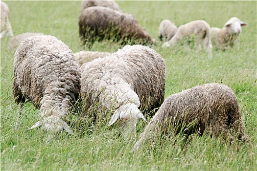 特写,绵羊,成群,牧场