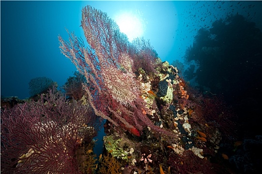 海扇,珊瑚,红海