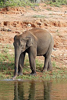 亚洲象,象属,佩里亚,水库,佩里亚国家公园,靠近,喀拉拉,印度南部,印度,亚洲
