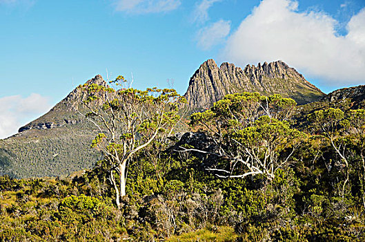 摇篮山,国家公园,世界遗产,区域,塔斯马尼亚,澳大利亚