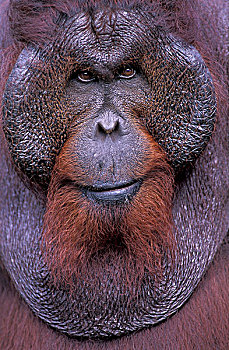 婆罗洲,国家公园,猩猩,黑猩猩,强势,男性