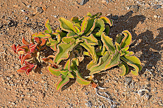 松叶菊属,里希特斯韦德,公园,南非