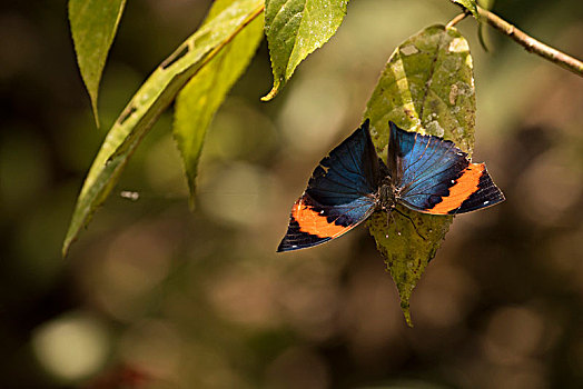 印度,蝴蝶