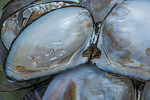 牡蛎珍珠贝