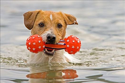 狗,游泳,玩具,嘴,正面,特写