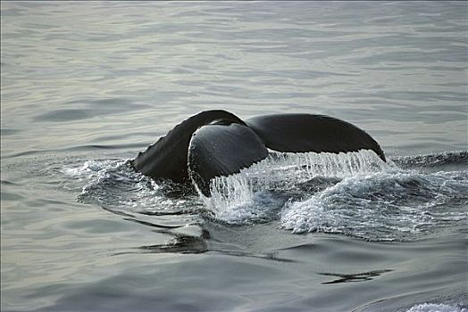 驼背鲸,大翅鲸属,鲸鱼,尾部,卡波圣卢卡斯,北下加利福尼亚州,墨西哥