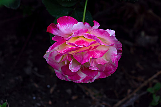 唯美月季花,美轮美奂月季花