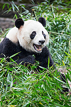 中国,四川,成都,大熊猫,熊,吃,竹笋,研究,饲养