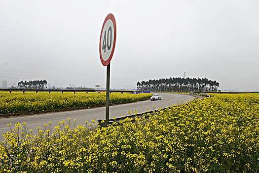 云南罗平县,乡村公路旁,油菜地,徐学哲摄影,尼康,年,月