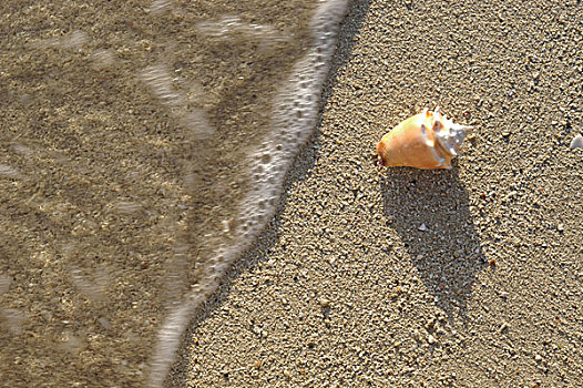 海螺壳,海滩,海洋,特写