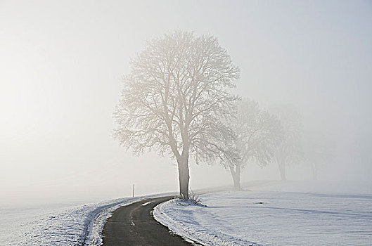 道路,冬季风景,靠近,黑森林,巴登符腾堡,德国