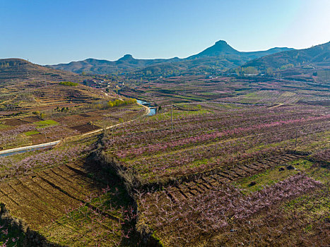 山东蒙阴岱崮地貌桃花盛开