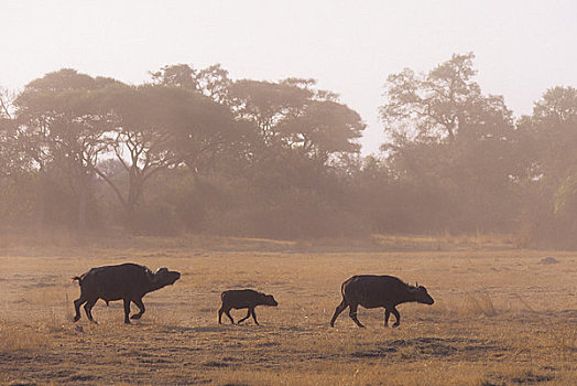 博茨瓦纳,奥卡万戈三角洲,岛屿,南非水牛,家族