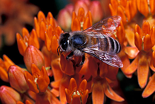 蜂蜜,蜜蜂,橙色,乳草属植物
