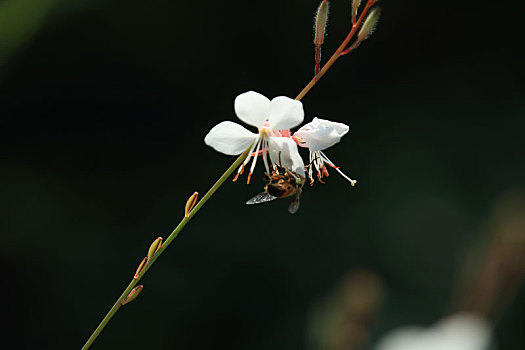 山桃草