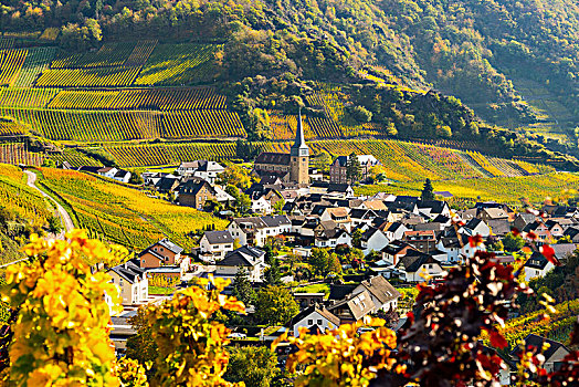 葡萄园,秋天,山谷,红酒,区域,莱茵兰普法尔茨州,德国,欧洲