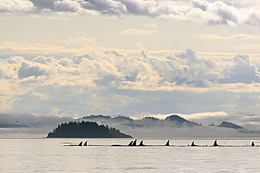 逆戟鲸,约翰斯顿海峡,加拿大