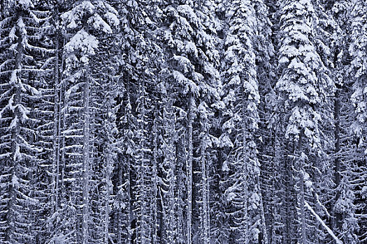 积雪,常绿植物,树林,不列颠哥伦比亚省,加拿大