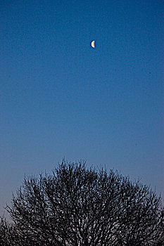 树顶,半月,晴空