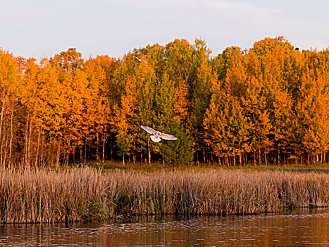 海鸥,飞跃,湖,木头,安大略省,加拿大
