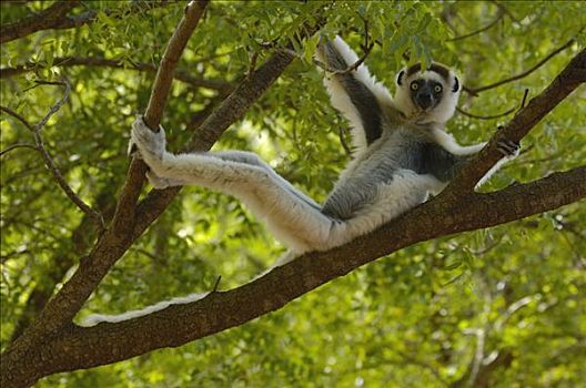 维氏冕狐猴,倚靠,树上,脆弱,贝伦提保护区,南方,马达加斯加