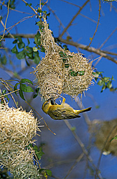 金色,织布鸟,成年,工作,巢穴,坦桑尼亚