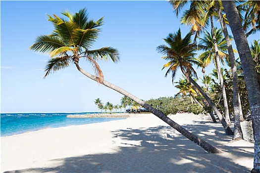 棕榈树,宁和,海滩