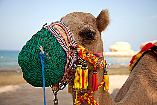 阿曼,马斯喀特,彩色,骆驼,给,游客,乘