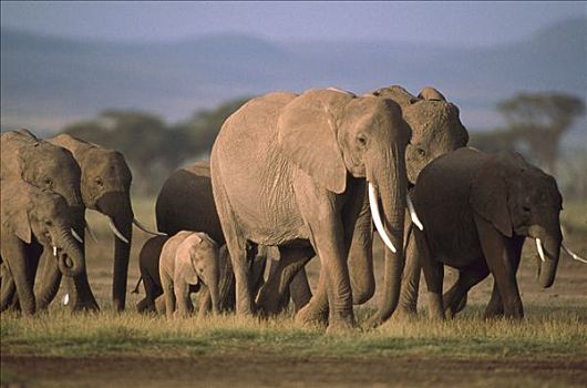 非洲象,成年,走,一起,东非