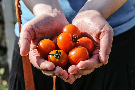 西红柿,丰收,新鲜,收获