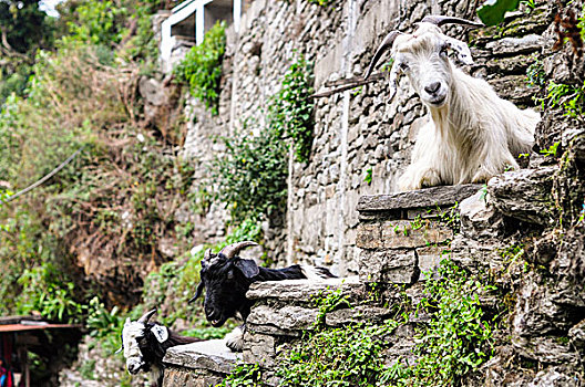 山羊,看,安娜普纳地区,尼泊尔,亚洲