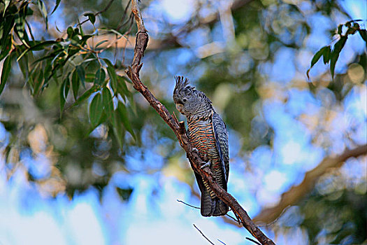 美冠鹦鹉,成年,女性,栖息,枝条,新南威尔士,澳大利亚