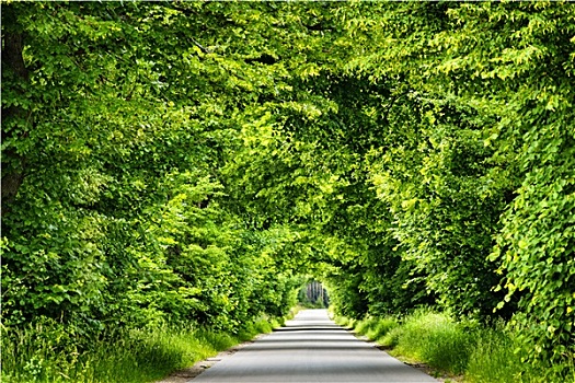 绿色,道路,隧道