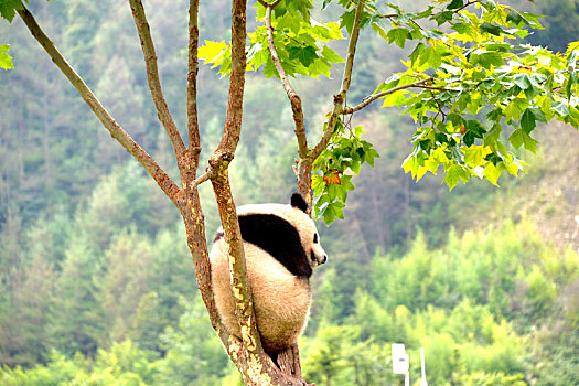 四川阿坝,国家一级保护动物大熊猫萌态十足