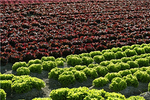 红色,小,莴苣,地点,西班牙