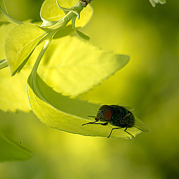 昆虫,蝇